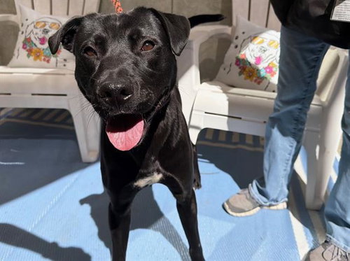 *TOBY, an adoptable Labrador Retriever in Santa Rosa, CA