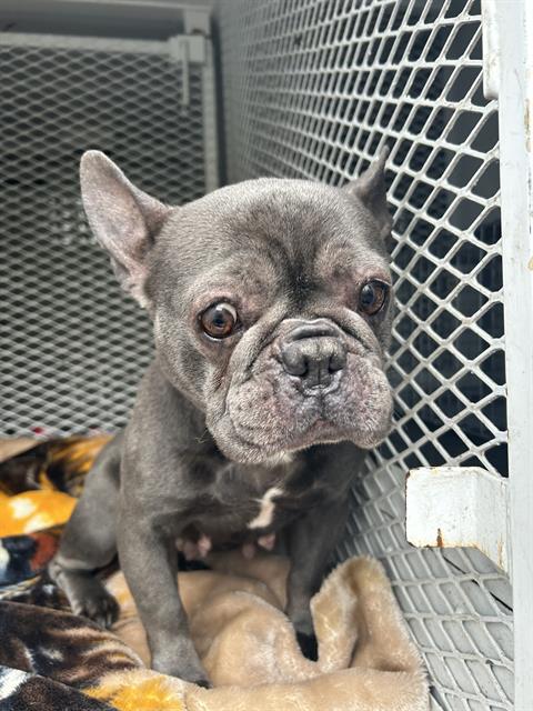 *EDNA, an adoptable French Bulldog in Santa Rosa, CA