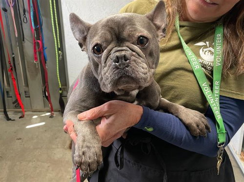 picture of the dog needing adoption