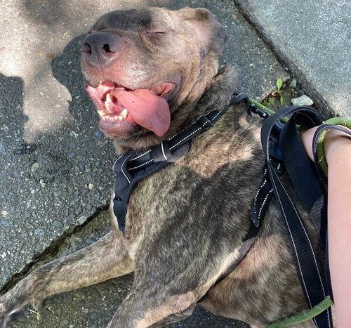 picture of the dog needing adoption