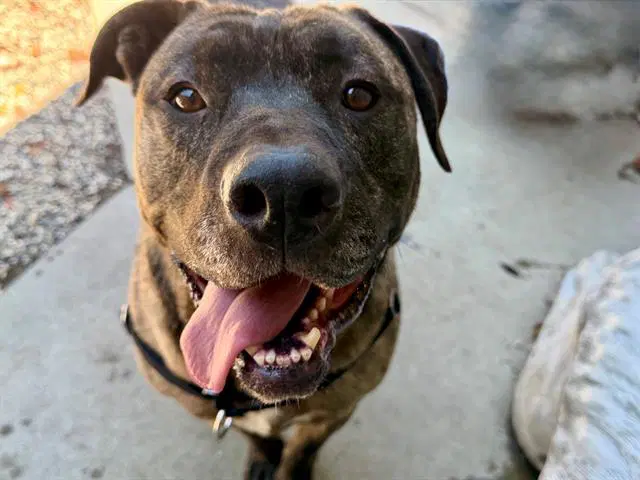 Gordo - Pit Bull Terrier