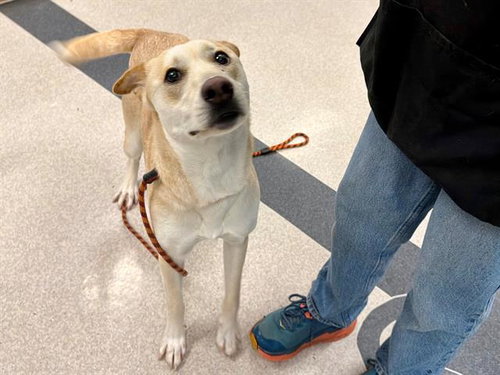 picture of the dog needing adoption