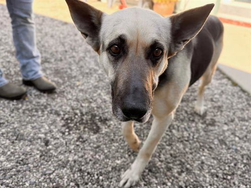 picture of the dog needing adoption