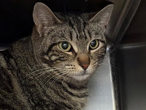 picture of the cat needing adoption