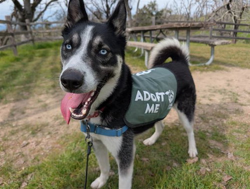 picture of the dog needing adoption