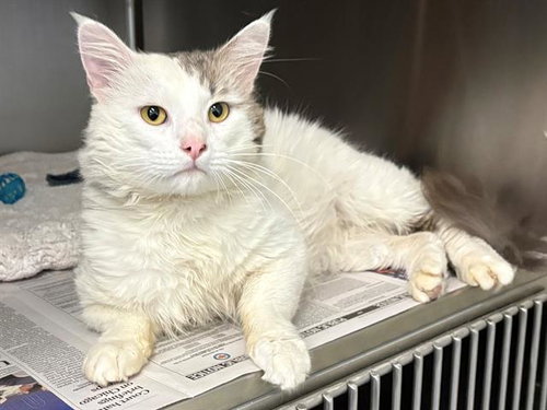*BARNEY, Adult Domestic Medium Hair (medium coat), cat for adoption in Rohnert Park, California