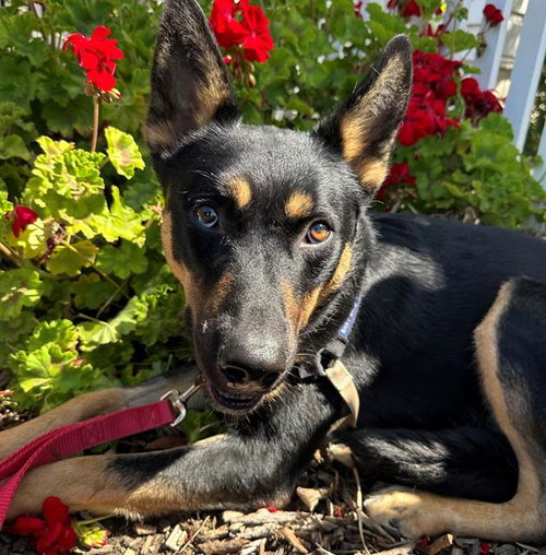 *COOPER, an adoptable German Shepherd Dog in Santa Rosa, CA