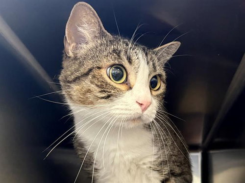 MORK, Adult Domestic Short Hair (medium coat), cat for adoption in Rohnert Park, California