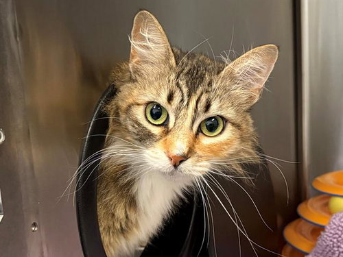 MINDY, Adult Domestic Short Hair (medium coat), cat for adoption in Rohnert Park, California