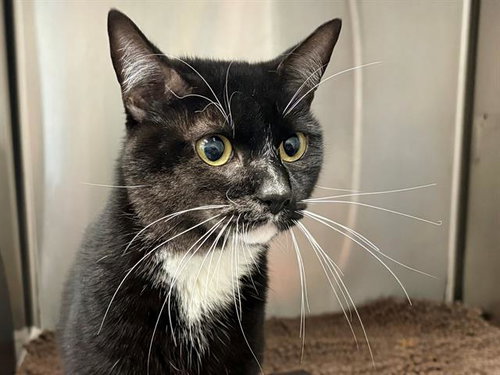 OREO, an adoptable Domestic Short Hair in Santa Rosa, CA