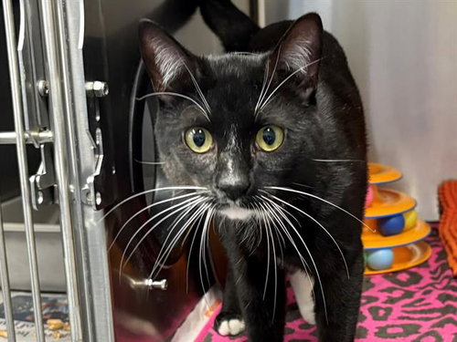 OREO, Adult Domestic Short Hair (medium coat), cat for adoption in San Rafael, California