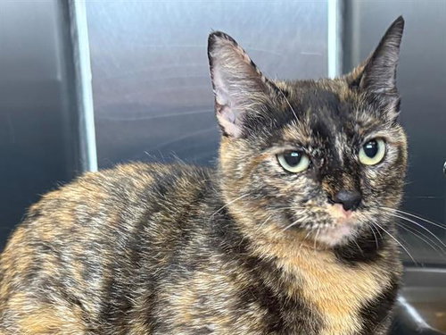 *TEELA, an adoptable Domestic Short Hair in Santa Rosa, CA