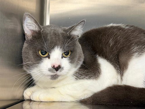 *BOGART, an adoptable Domestic Short Hair in Santa Rosa, CA