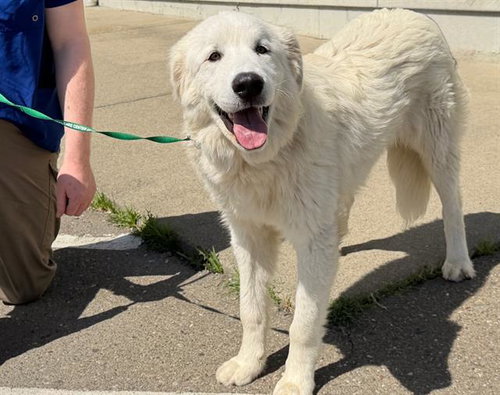 *MASON, an adoptable Great Pyrenees in Santa Rosa, CA