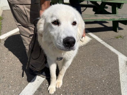 *ANDRE, an adoptable Great Pyrenees in Santa Rosa, CA