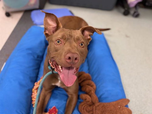 *SCOUT, an adoptable Pit Bull Terrier in Santa Rosa, CA