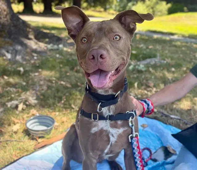 Scout - Pit Bull Terrier