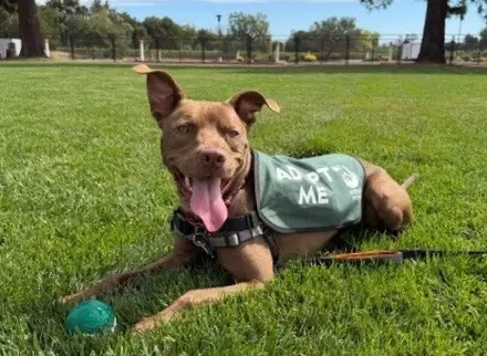 Scout - Pit Bull Terrier