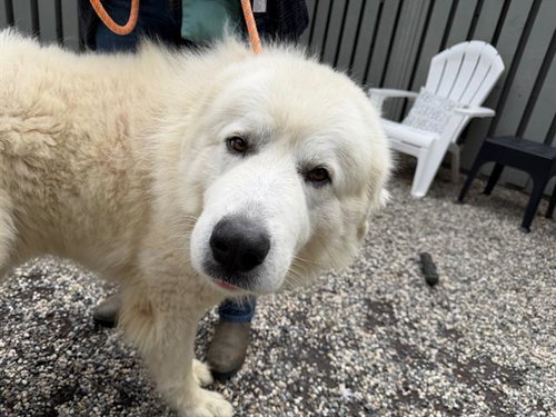 *COTTON, an adoptable Great Pyrenees in Santa Rosa, CA