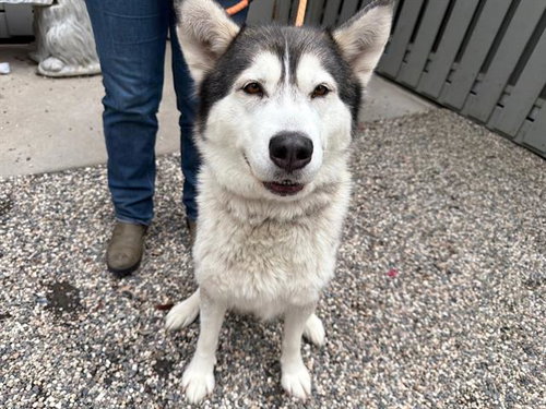 LUNA, an adoptable Siberian Husky in Santa Rosa, CA