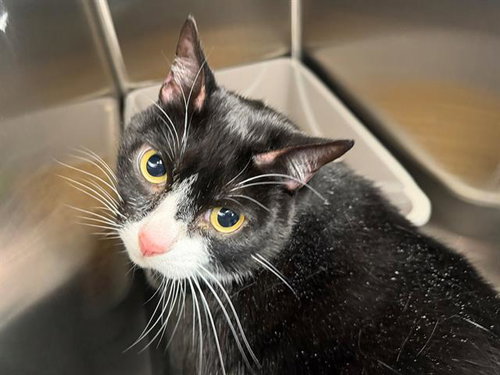 CLARA, an adoptable Domestic Short Hair in Santa Rosa, CA