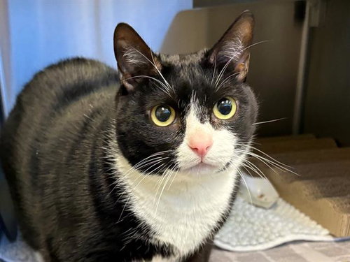 CLARA, Adult Domestic Short Hair (medium coat), cat for adoption in San Rafael, California
