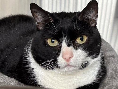 CLARA, Adult Domestic Short Hair (medium coat), cat for adoption in Rohnert Park, California