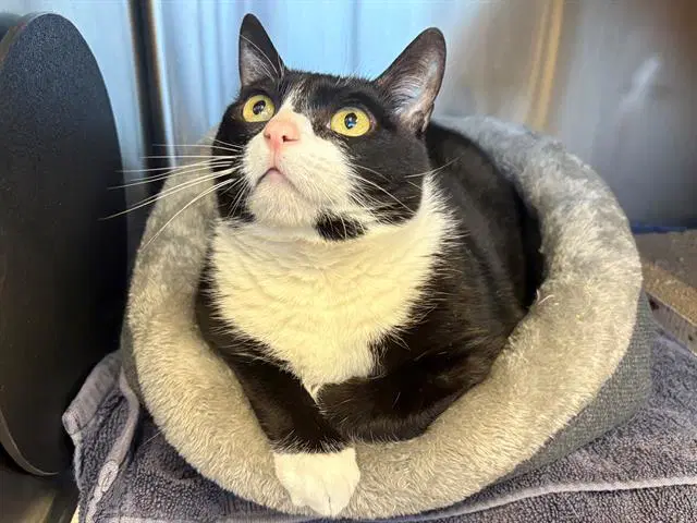 Clara - Domestic Short Hair