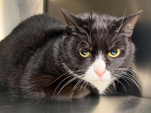 CHLOE, an adoptable Domestic Short Hair in Santa Rosa, CA