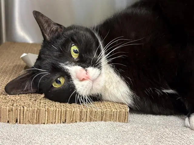 Chloe - Domestic Short Hair