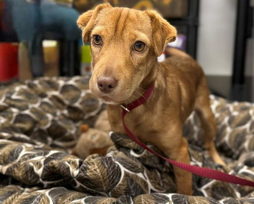 CHASE, an adoptable Dachshund in Santa Rosa, CA