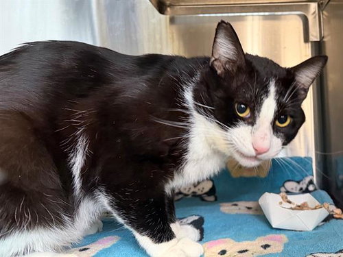 *NERO, an adoptable Domestic Short Hair in Santa Rosa, CA
