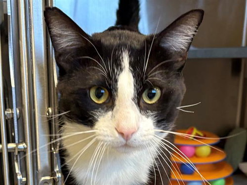 *NERO, Adult Domestic Short Hair (medium coat), cat for adoption in San Rafael, California
