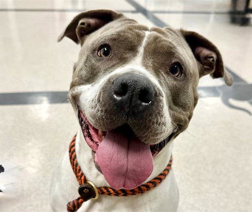 *CHARLOTTE, an adoptable Pit Bull Terrier in Santa Rosa, CA