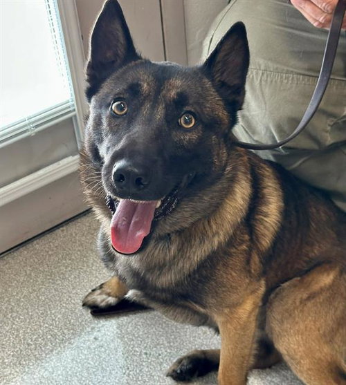 *CEELO, an adoptable Belgian Shepherd Malinois in Santa Rosa, CA