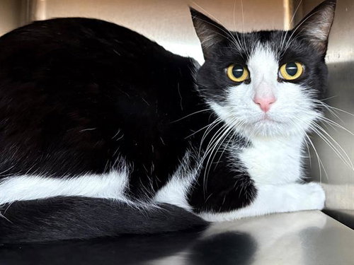 LIZ LEMON, an adoptable Domestic Short Hair in Santa Rosa, CA