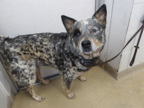 REED, an adoptable Australian Cattle Dog in Santa Rosa, CA