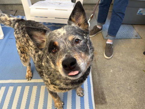REED, an adoptable Australian Cattle Dog in Santa Rosa, CA