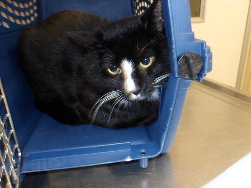 *Q, an adoptable Domestic Short Hair in Santa Rosa, CA