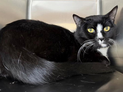 *Q, an adoptable Domestic Short Hair in Santa Rosa, CA