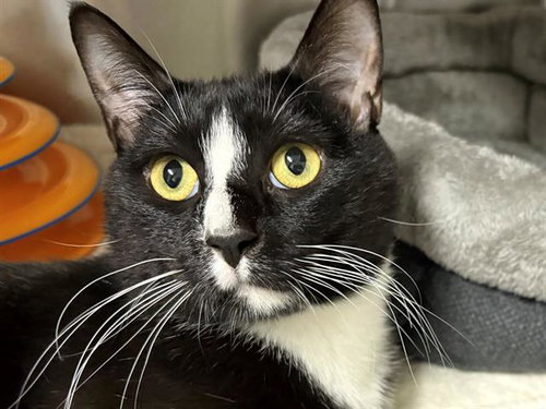 *Q, Adult Domestic Short Hair (medium coat), cat for adoption in Rohnert Park, California