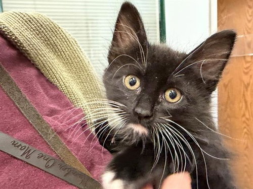 *KOBIE, an adoptable Domestic Medium Hair in Santa Rosa, CA