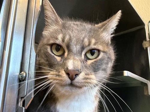 NOMAD, an adoptable Domestic Short Hair in Santa Rosa, CA
