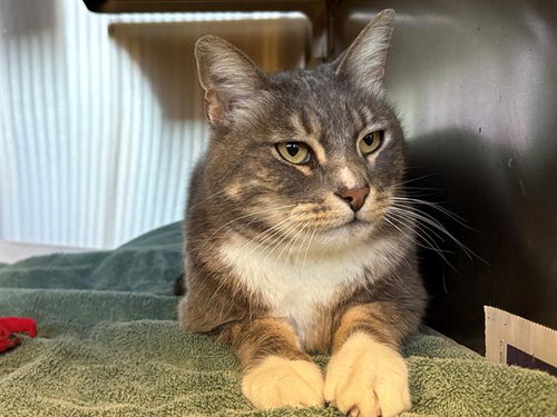 NOMAD, Senior Domestic Short Hair (medium coat), cat for adoption in Petaluma, California