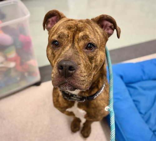 SOSA, an adoptable Pit Bull Terrier in Santa Rosa, CA