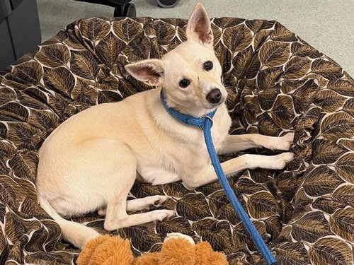 *NINA, an adoptable Chihuahua in Santa Rosa, CA