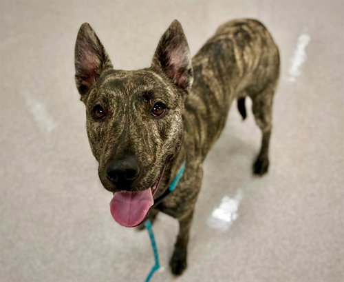 *GRACIE, an adoptable Dutch Shepherd in Santa Rosa, CA