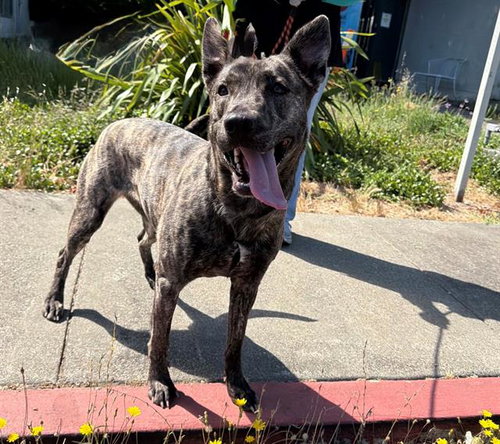 *GRACIE, an adoptable Dutch Shepherd in Santa Rosa, CA