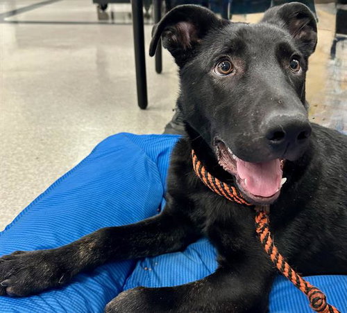 *GOOSE, an adoptable Doberman Pinscher in Santa Rosa, CA