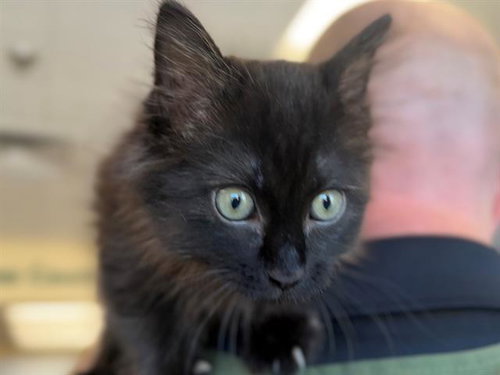 *RUBEN, Baby Domestic Long Hair (medium coat), cat for adoption in San Rafael, California